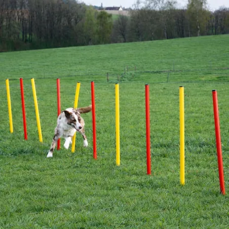 Kit complet d'agilité pour chien Agility en 3 parties