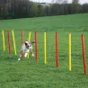 Kit complet d'agilité pour chien Agility en 3 parties