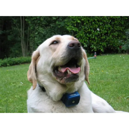 Collier anti-aboiement pour gros chien "Canicalm"