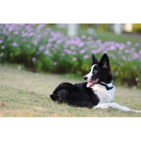 Collier anti-aboiement pour gros chien "Canicalm"