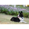 Collier anti-aboiement pour gros chien "Canicalm"