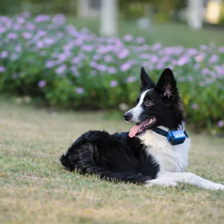Collier anti-aboiement pour gros chien "Canicalm"