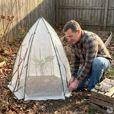 Serre d'hivernage dôme transparente protection plantes hiver
