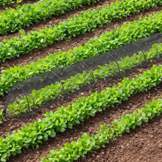 Serre tunnel 300x45x45cm polyester acier couverture PE maillé