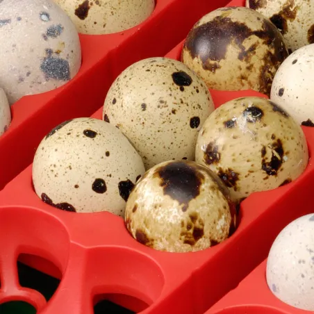 Couveuse semi automatique 24 oeufs (River Systems Egg Tech 24)