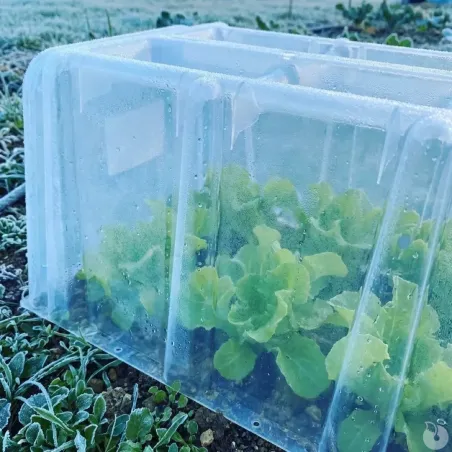 Mini serre / Tunnel de forçage 1,05 m x 0,4 m