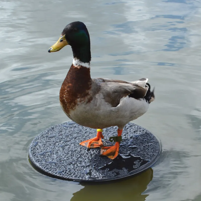 10 Plateaux flottants pour appelant plastique solide diamètre 34 cm