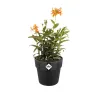Pot plastique diamètre 22 cm hauteur 20cm noir Elho