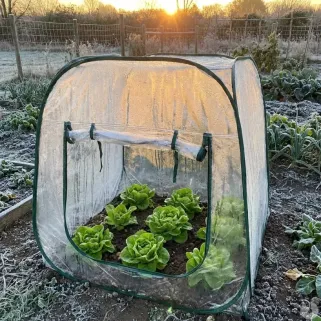 Serre pop-up 100x100x100cm jardin protection plantes