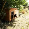 Niche isolée pour chien en bois – Extérieur été/hiver – 160 x 75 x 75 cm