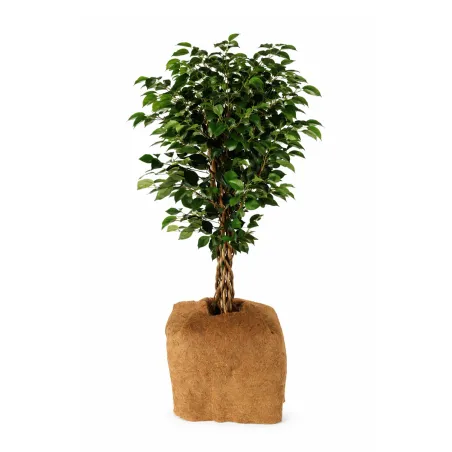Lot de 3 Carrés de paillage fibre coco 38 cm 