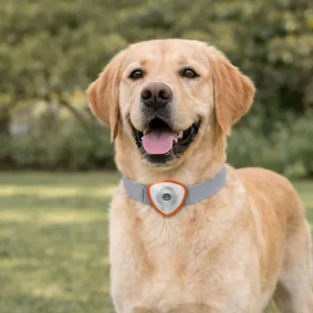 Répulsif électronique anti tiques et puces pour chien et chats