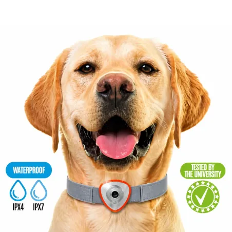 Désinfectant Plus liquide 1 L - Homologué - odeur pin Saniterpen 