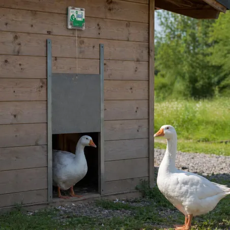 Portier à horloge + trappe oie 33x50cm