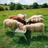 Mangeoire linéaire galvanisée moutons brebis chèvres