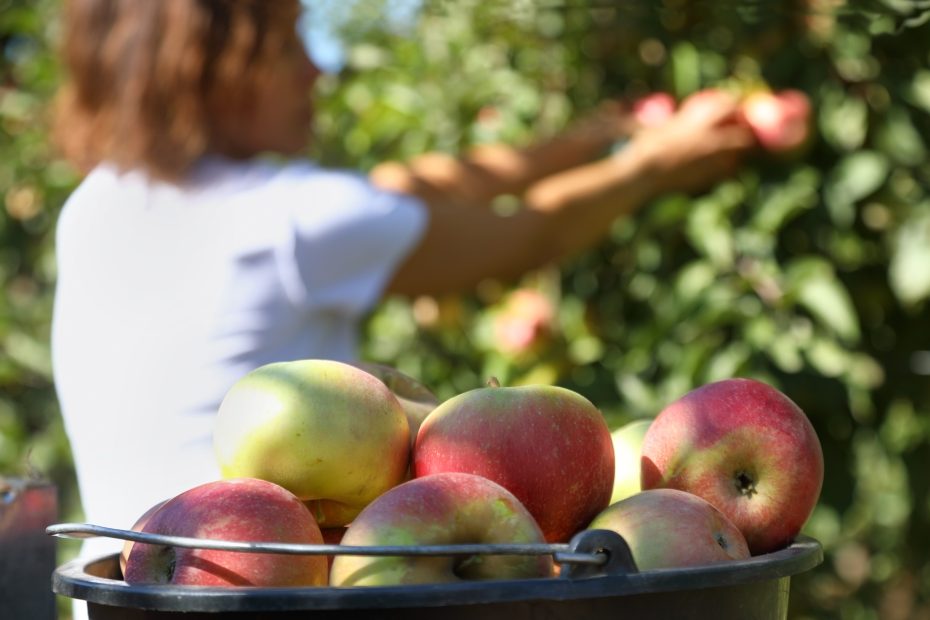 Quand et comment tailler des arbres fruitiers ?