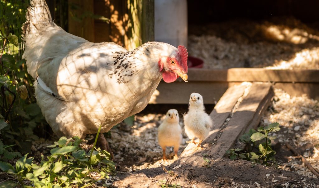5 indispensables pour des poules en bonne santé