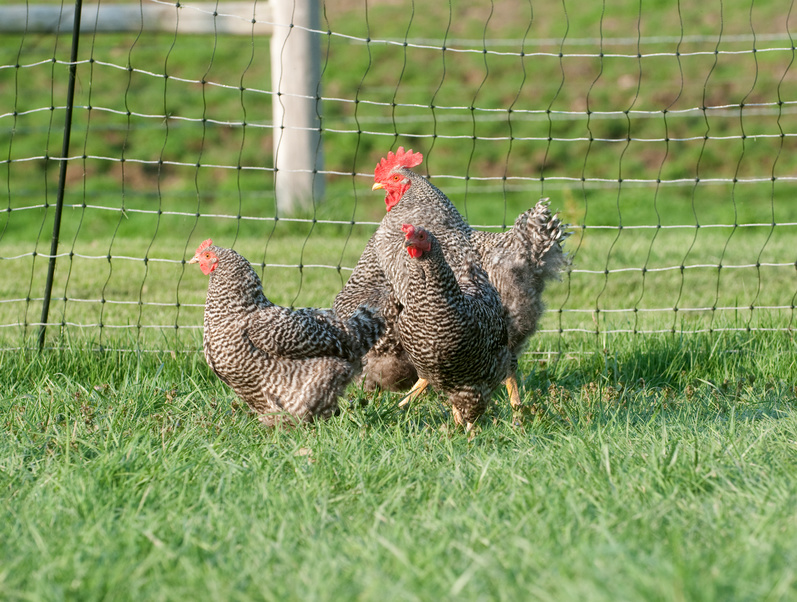 poule jardin