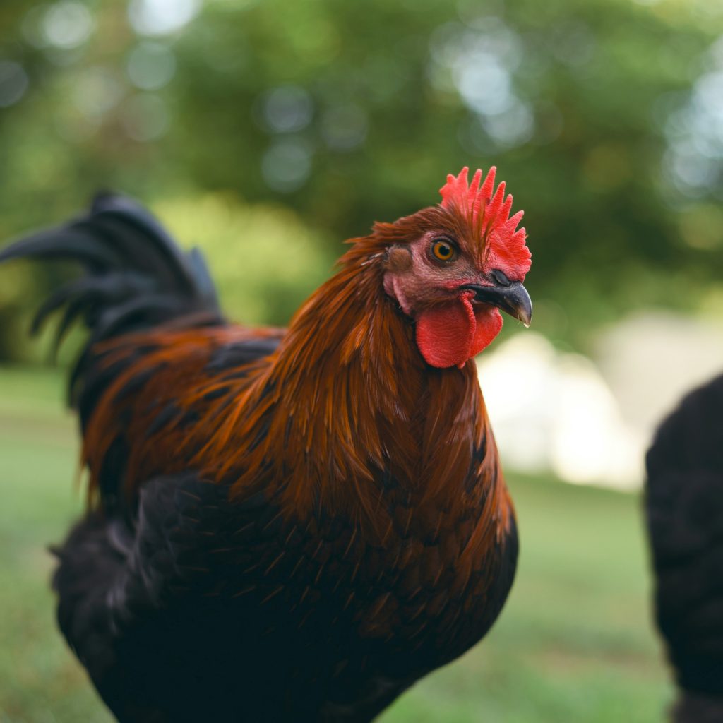 poule marans