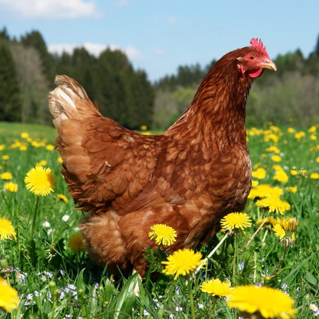 poule rousse