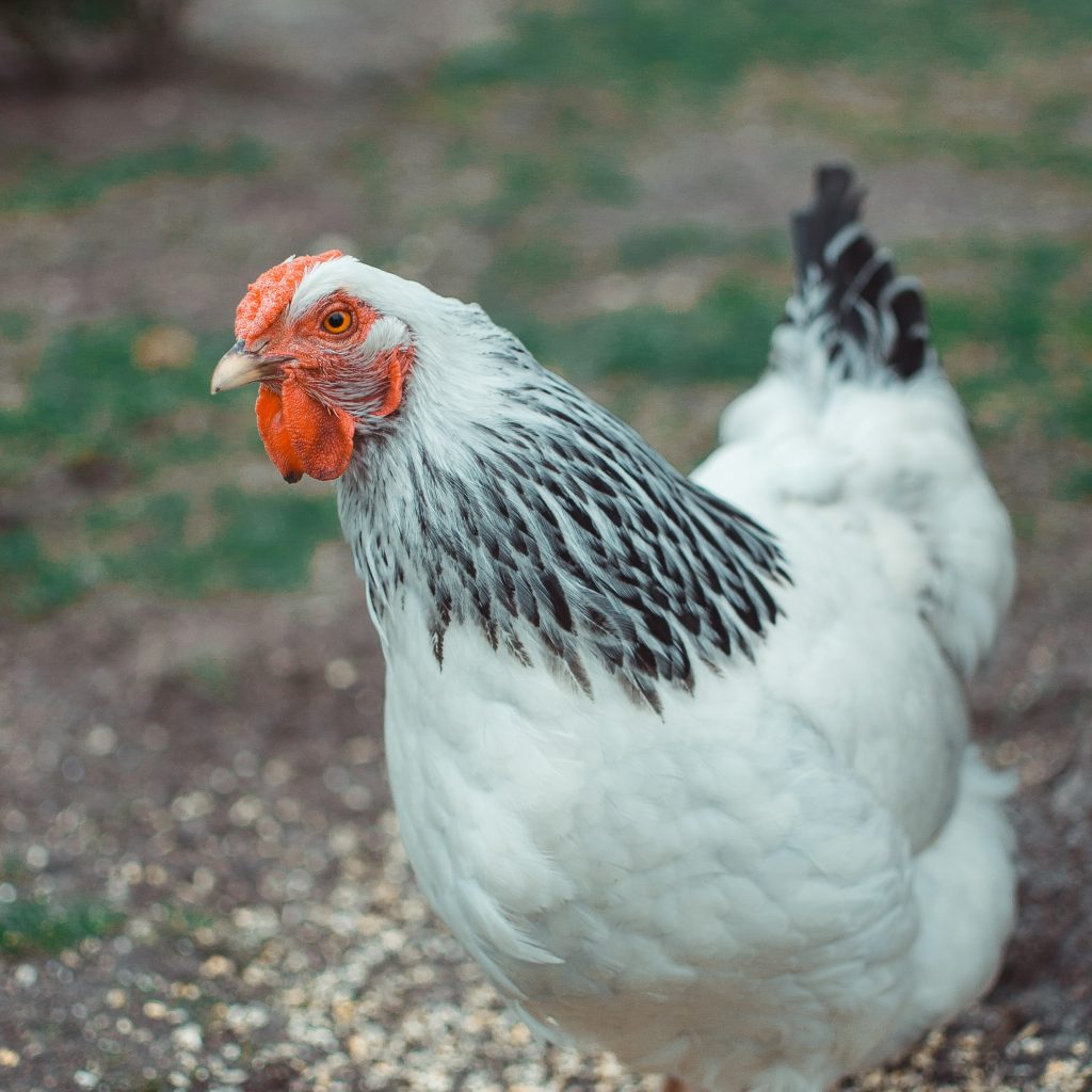 poule sussex
