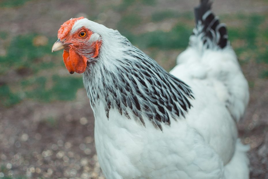comment vermifuger les poules ?