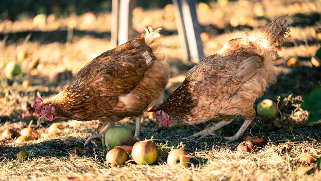 poule nourriture