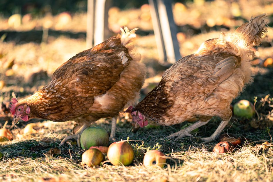 quel aliment empêche les poules de pondre