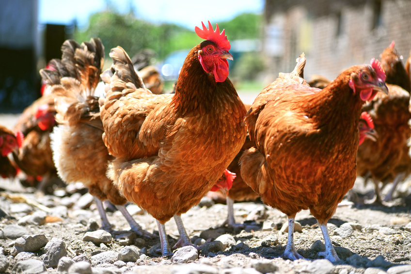 poules dans une cour