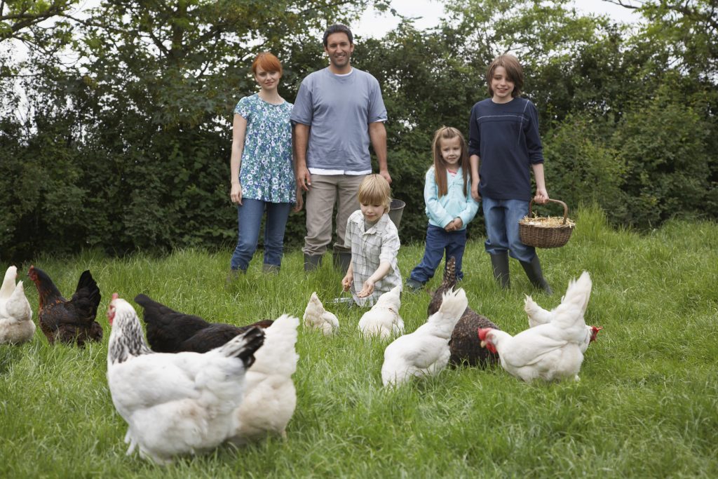 poules famille