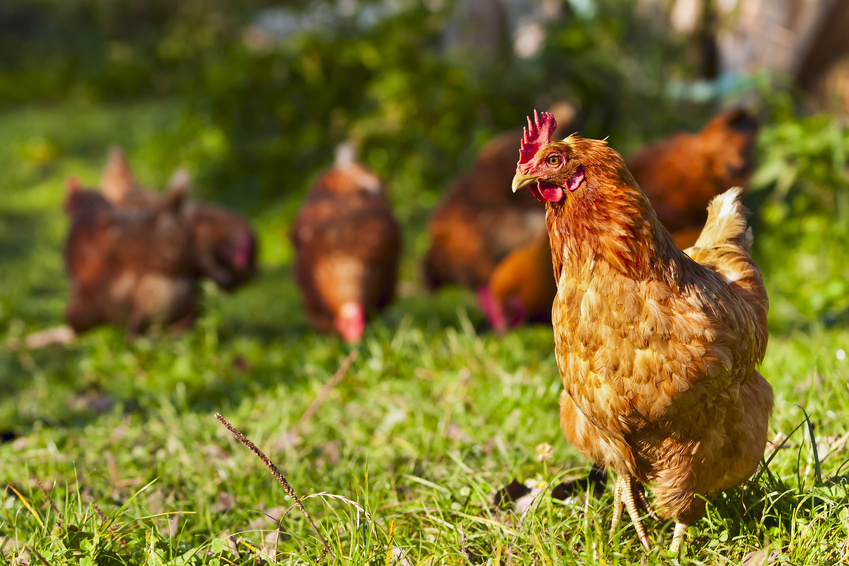 élever des poules pondeuses dans son jardin