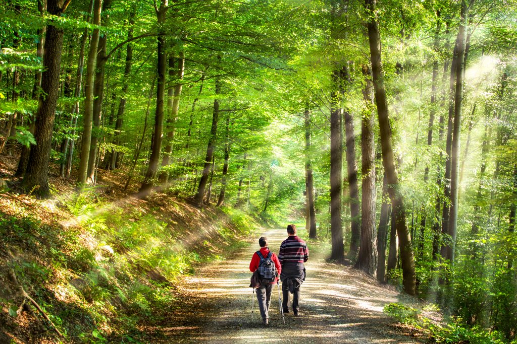 randonnée forêt