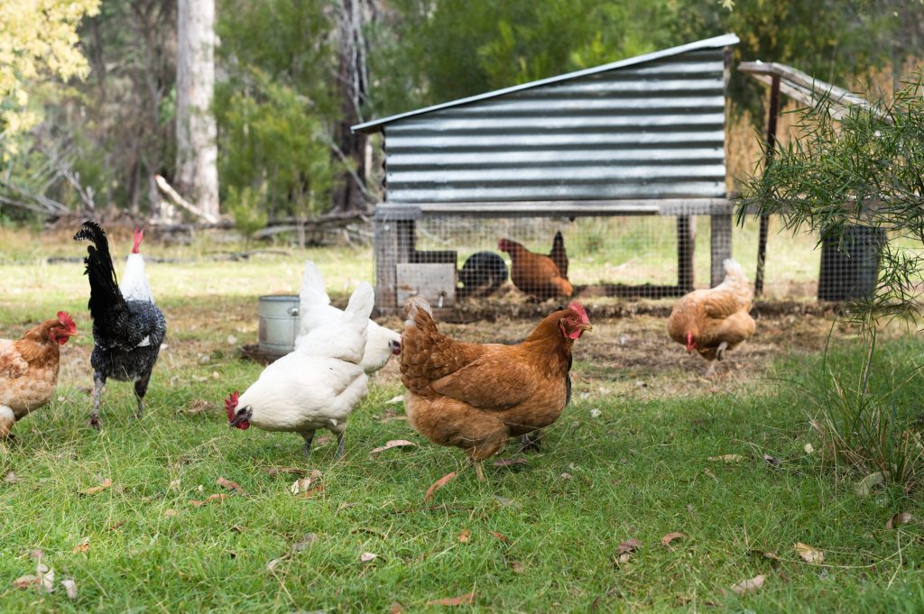 poules mangeoire