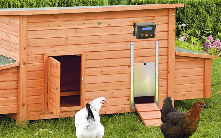 comment protéger son élevage de poules ?