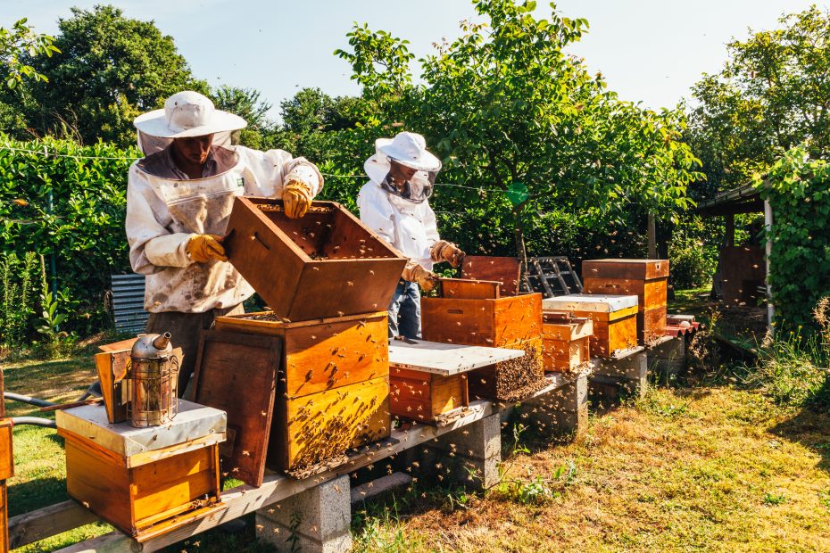 apiculture