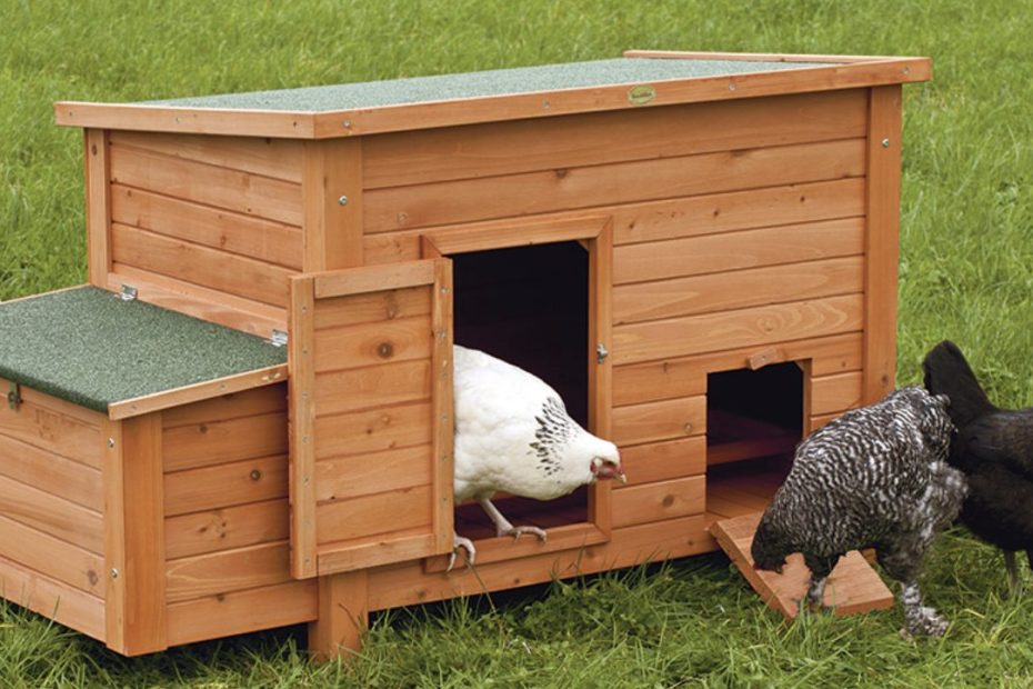 Quelle taille pour un poulailler ?