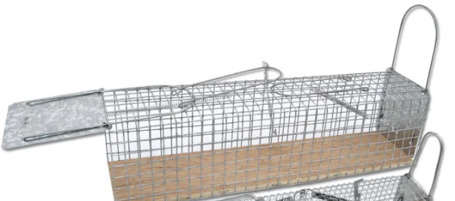 Comment se debarasser des rats dans un poulailler ?