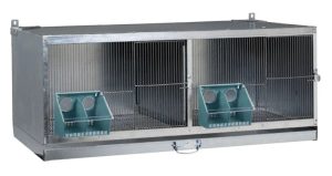 Comment débuter et faire un élevage de pigeons ?