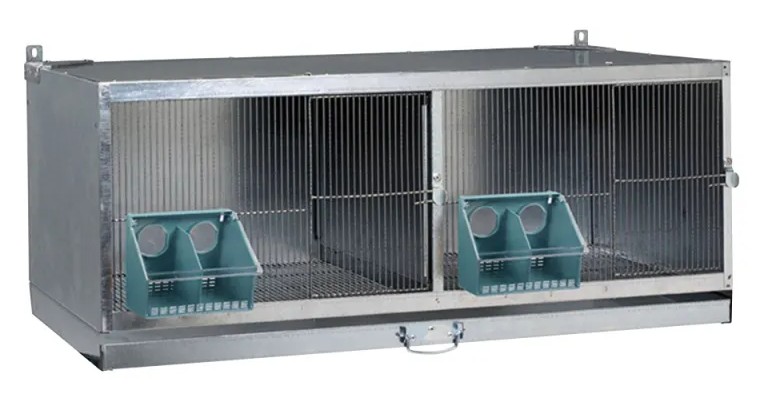 Comment débuter et faire un élevage de pigeons ?