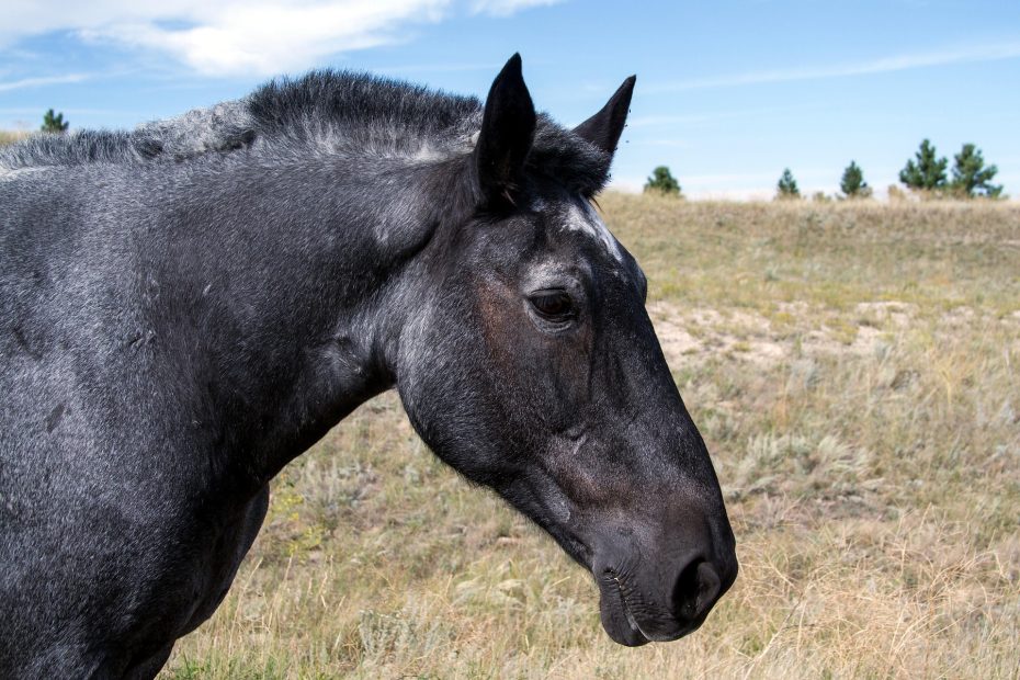 Abreuvoir, mangeoire et aliment pour chevaux