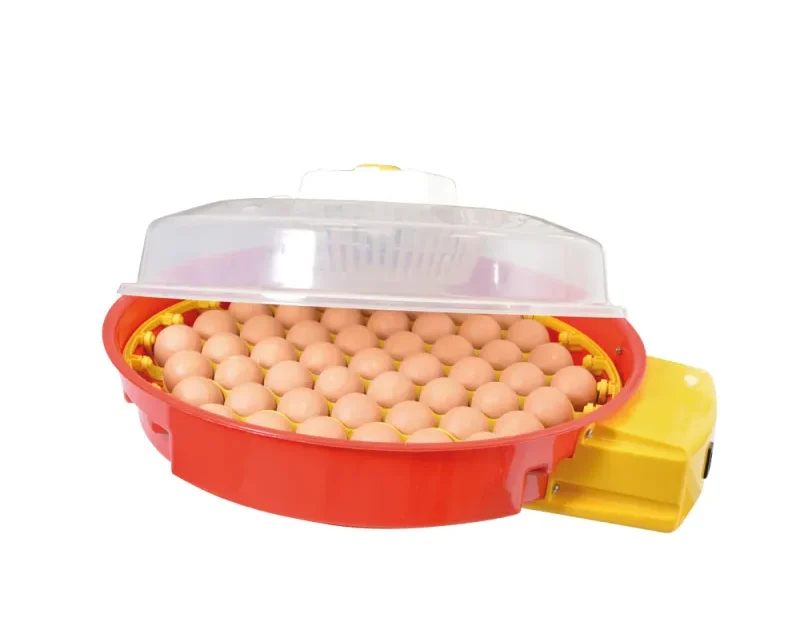 Combien de temps dans la couveuse apres eclosion des oeufs ?