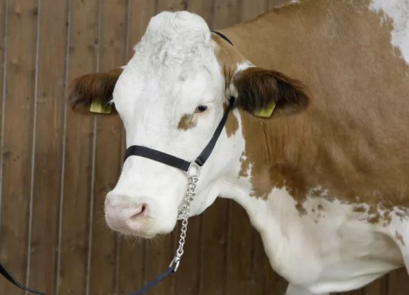 Abreuvoir, mangeoire et aliment pour vaches, veaux et bœufs