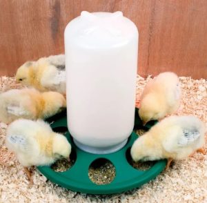 Poussin de 2 mois poule ou coq ?