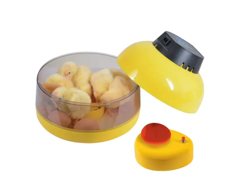 Quand sortir les poussins de la couveuse ?