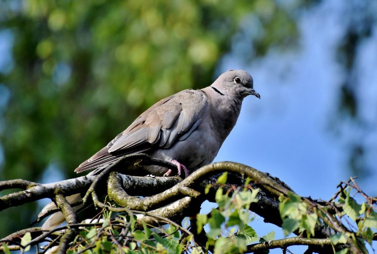 comment nettoyer les fientes de pigeons