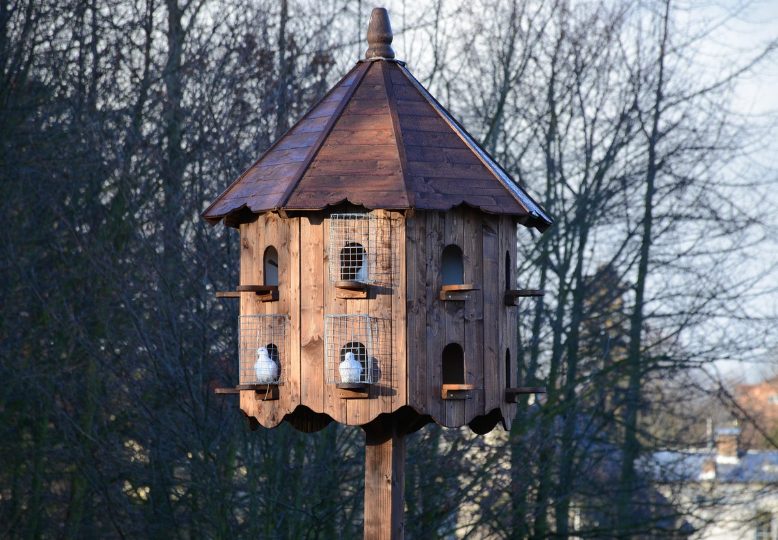 comment aménager un pigeonnier ?