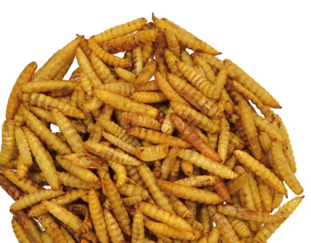 Larves soufflées 1 Litre Hermetia Illucens