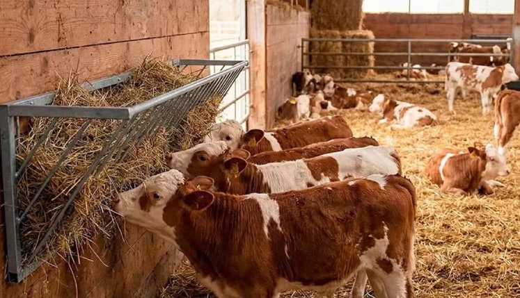 ratelier à foin pour veaux et vaches