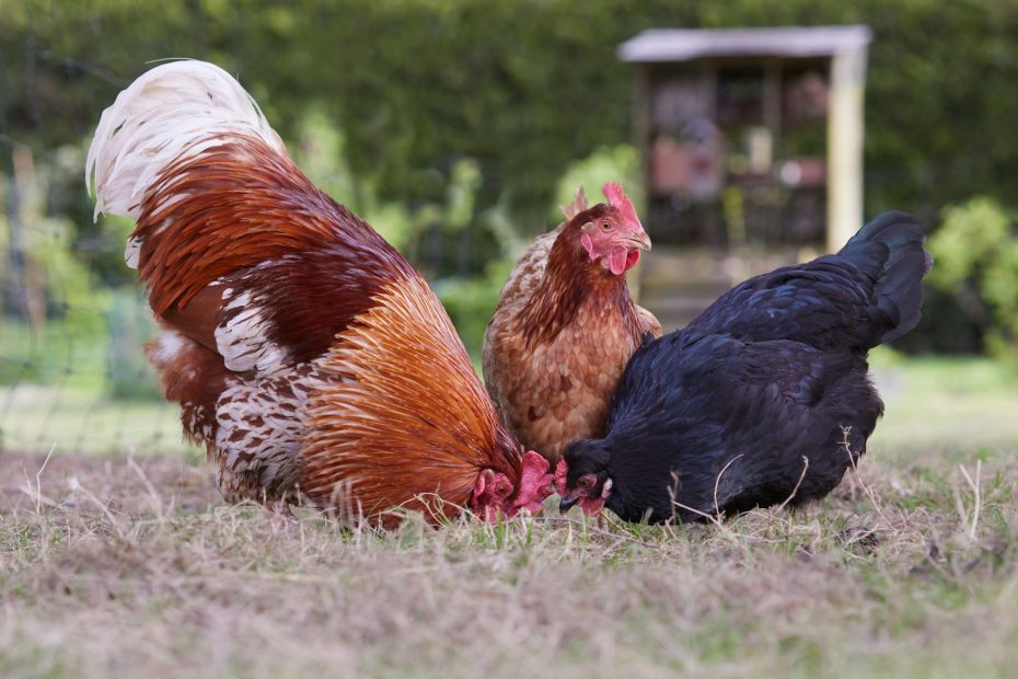 quels aliments sont interdits pour les poules