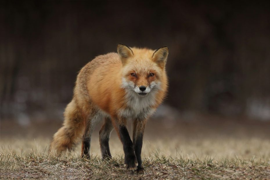 comment faire fuire un renard d'un poulailler